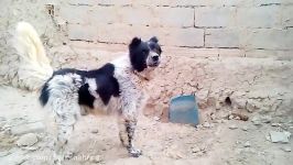 سگ قهدریجانی قدرجونی نگهبان بی نظیر فروشی