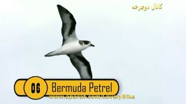 ۱۰ جانور خطر انقراض نجات یافتند.۶ Bermuda Petrel