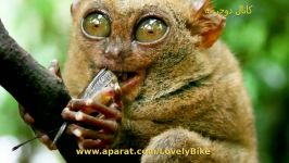 ۱۰ جانور خطر انقراض نجات یافتند.۷ Pygmy Tarsier