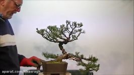 بنسایکاج مشهدهرس سیم بندیpinus mugo