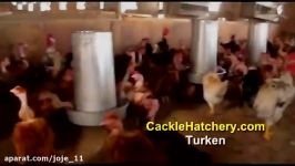 مرغ خروس گردن لخت Turken Fowl