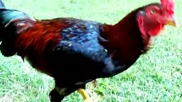 خروس سایپن Saipan Rooster