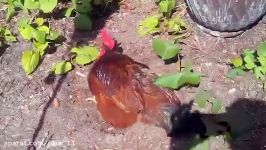 مرغ خروس رود آیلند رد Rhode Island Red Fowl