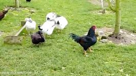 مرغ خروس مسابقه هندی Indian Game Fowl