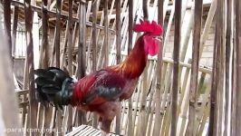 خروس ایام بیکی سار Ayam Bekisar Rooster