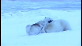 نبرد خرس قطبی سگ نژاد هاسكی