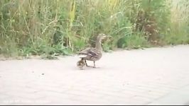 نجات بچه اردک غریزه مادری اردک