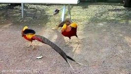 قرقاول های زینتی Pheasant