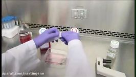 راهنمای کشت سلول پاساژ دادن سلولها  شرکت راستین ژن