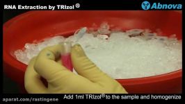 آموزش استخراج RNA TRizol شرکت راستین ژن