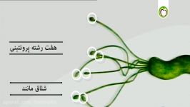 هلیکوباکترپیلوری،باکتری ای نیمی مردم جهان دارند