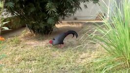 قرقاول نژاد سیامی Siamese fireback pheasant