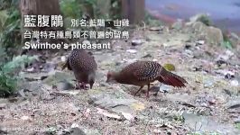 قرقاول سوین هوSwinhoe Pheasant