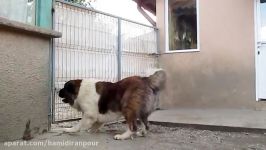 Caucasian Shepherd Dog سگ قفقاز شپرد