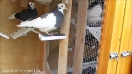 Roller pigeons May 2014 young birds