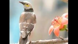 آواز پرندگان قناری وپرندگان کم یاب جهان