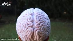 10 حقیقت باورنکردنی درباره مغز