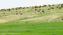 چشم انداز بهاری360 ازروستای متروکه کولاکان آقداش ساوه