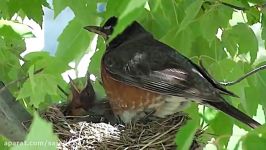 Birds in their natural habitat American robin raising