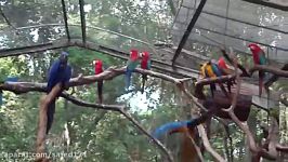 Inside a giant bird cage