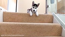 Husky Puppy Trying To Walk Down Stairs