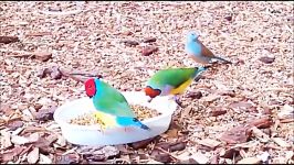 فنچ های رنگارنگ Finch