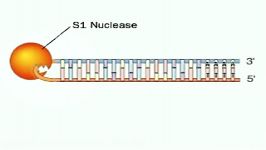 مراحل ساخته شدن cDNA یا Complementary DNA