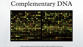 مراحل ساخته شدن cDNA یا Complementary DNA