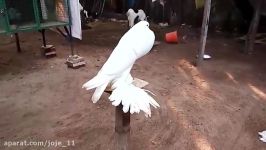 کبوتر دمنده بادکنکی Pouter Pigeon