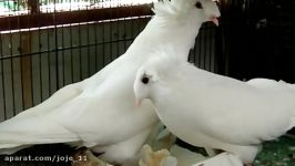 کبوتر بخارا جارچی TRUMPETER PIGEON