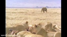 شکار گوزن یالدار توسط شیر..جنگ جدال وحشتناک