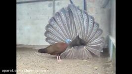 قرقاول آرگوس argoss pheasant