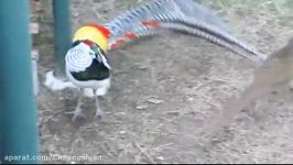 قرقاول لیدی آمهرت lidy amhert pheasant