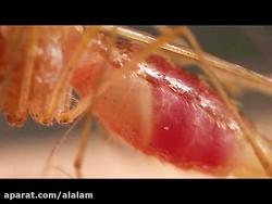 پشه ها چگونه خون می مکند +ویدیو