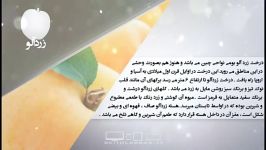 خواص غذایی درمانی زردآلو دانش تغذیه