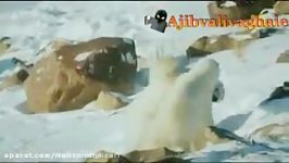 نبرد وحشتناك خرسهای قطبی