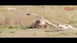 لحظه شکار غزال توسط یوزپلنگ