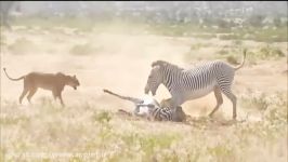حمله حیرت آور گورخر به شیر برای نجات گورخر دیگر