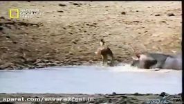نجات باورنکردنی غزال چنگ تمساح