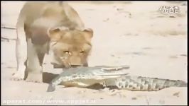 شکار دیدنی جالب تمساح توسط شیر نر