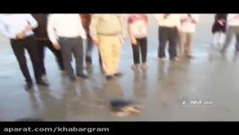 گناوه؛رهاسازی لاکپشتپوزه عقابیدرخطر انقراض