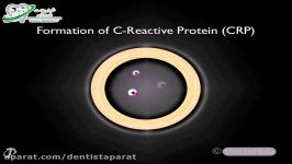 C Reactive Protein