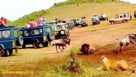 شکار بوفالو توسط شیر در مقابل چشمان صدها بازدید کننده