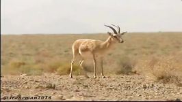 آهوی زیبای خوزستان متاسفانه در معرض انقراض است