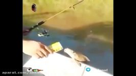ویدئویی جذاب ماهی عاشق نوشیدن ماءالشعیر هست