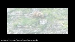 خرس قهوه ای در قاب دوربین یگان حفاظت محیط زیست آذربایج