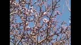 شكوفه درخت بادام آلوچه بهمن ماه درفخرآبادامامزاده سیدسلیمانع