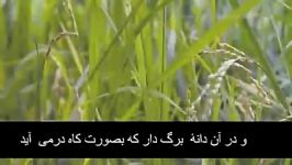 سوره الرحمن شیخ العفاسی