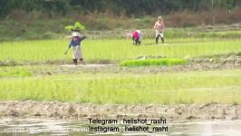 کاشت برنج گیلان تصویربرداری هوایی هلیشات رشت