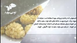 خواص غذایی درمانی توت سفید دانش تغذیه